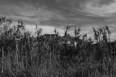 Scenic view of field against cloudy sky