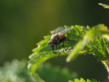 Close-up of fly on leaf