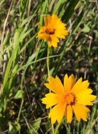 Close-up of yellow cosmos blooming outdoors