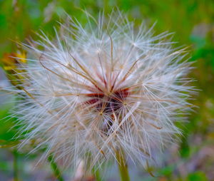 Close-up of dandelion flower