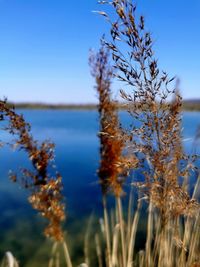 Close-up of plants against blue sky