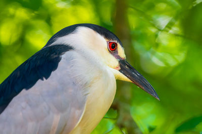 Close-up of bird perching on a tree