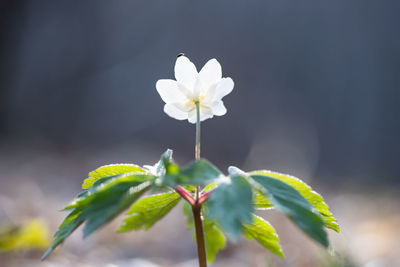 Close-up of white flowering plant