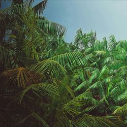 Low angle view of palm trees against sky