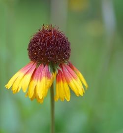 Close-up of yellow coneflower blooming outdoors