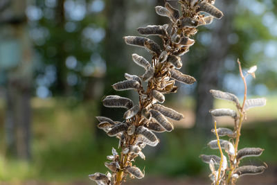 Close-up of dried plant
