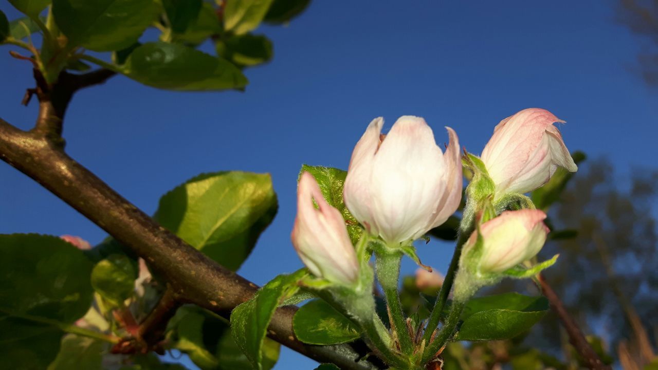 CLOSE-UP OF FLOWERING PLANTS