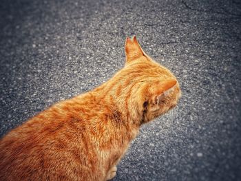 Close-up of dog on road