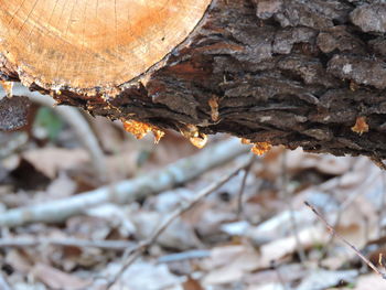 Close up of leaf