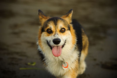 Close-up portrait of dog sticking out tongue at beach