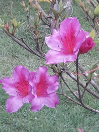 Close-up of pink crocus flowers on field