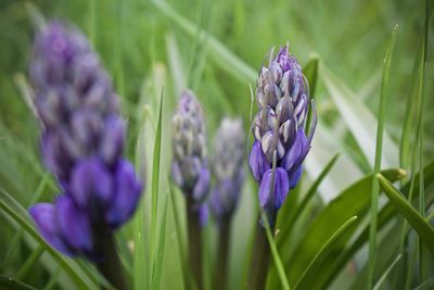 Close-up of purple crocus flowers on field