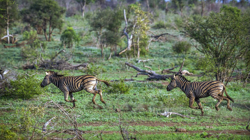 Zebras running on land