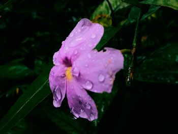 Close-up of wet purple flower in rain