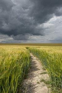 Dark stormy sky above a wheat field