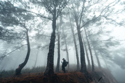 Man standing by trees in forest