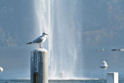 Seagull perching on wooden post