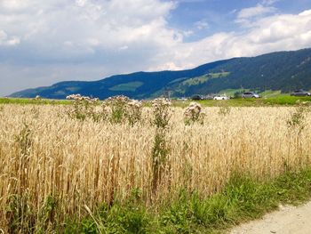 Scenic view of agricultural field against sky