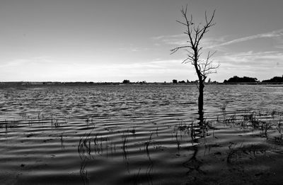 Bare tree amidst lake against sky