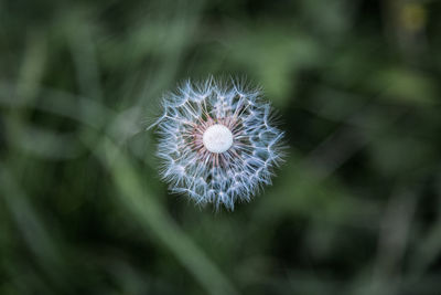 Close-up of dandelion flower