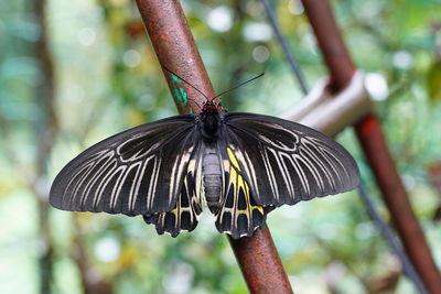 Close-up of butterfly on flower