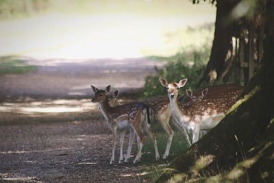 Fallow deer on field