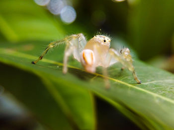 Close-up of spider on leaf