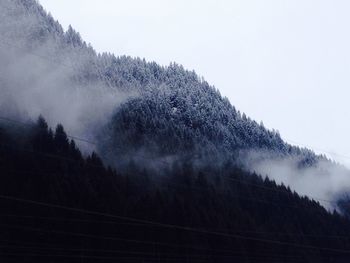 Trees in foggy weather