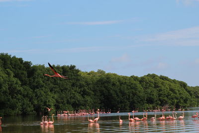 Swans swimming in lake against sky