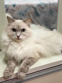 Portrait of cat sitting on window