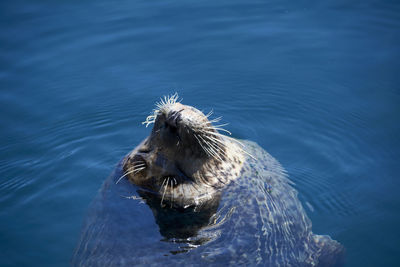 Close-up of turtle swimming in sea