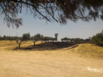 Trees on landscape