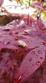 Close-up of raindrops on maple leaves