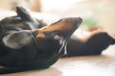 Close-up of dachshund lying on floor