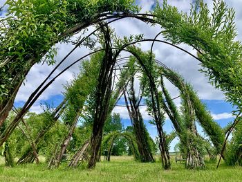 Low angle view of trees on land against sky