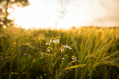 Close-up of wheat growing on field