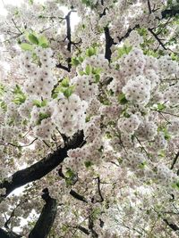 Low angle view of flower tree against sky