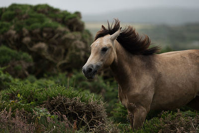 Horse standing in a field