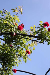 Low angle view of flowers blooming on tree against sky