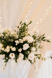 Close-up of white flowering plant