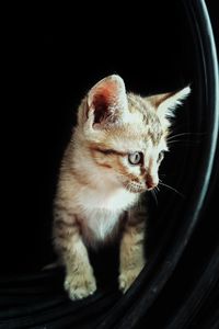 Close-up of cat looking away