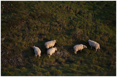 Sheep grazing in a field