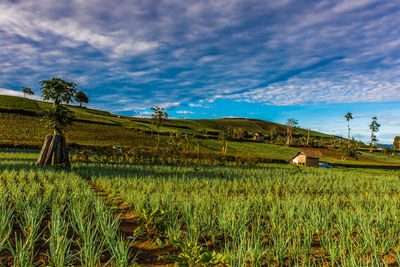 Onion plants in panyaweuyan majalengka, west java, indonesia