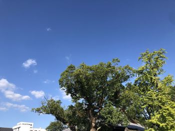 Low angle view of trees against blue sky