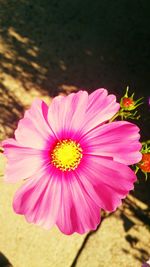 Close-up of pink flower