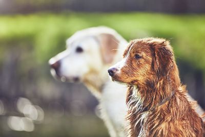 Dogs looking away