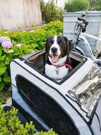 Portrait of dog in car