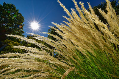 Low angle view of plants on field against bright sun