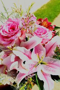 Close-up of pink flowers