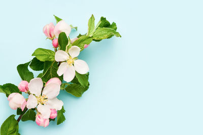 Close-up of pink flowering plant against white background